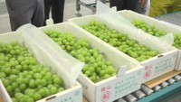 　岡山県の特産品「マスカット」の出荷が始まる