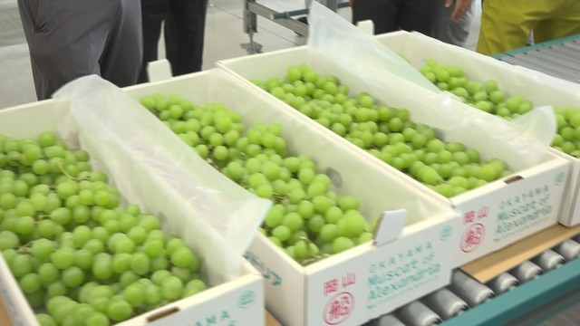 　岡山県の特産品「マスカット」の出荷が始まる