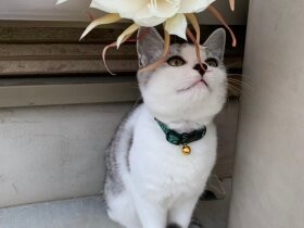 一緒にお風呂に入ってくれる雑種猫「なつ」　おかげで、お風呂はいつも順番待ち