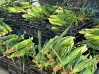 収穫後のとうもろこしがぎっしり詰まったコンテナ／つむぐ農園｜あやさん（@tsumugunouen）提供