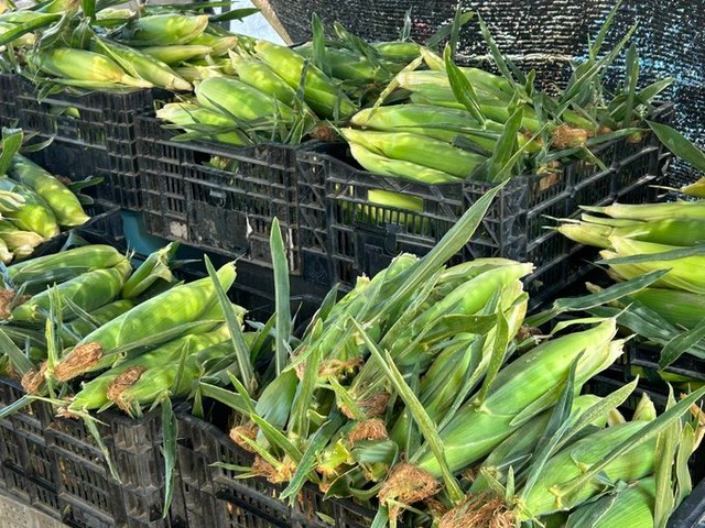 収穫後のとうもろこしがぎっしり詰まったコンテナ／つむぐ農園｜あやさん（@tsumugunouen）提供
