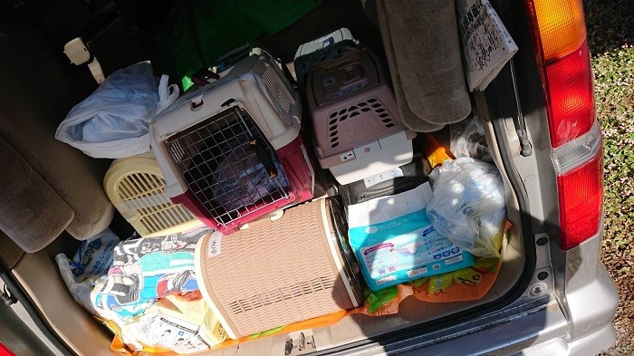 10月末。成田さんは「一般社団法人動物虐待インターベンション」代表の河野治子さんらとともに、埼玉で飼育崩壊した家に救出に入った。「16匹と聞いていたのに19匹連れ帰った。管理せず増えて『仕方ない』では済まされない……猫が可哀そうで泣けた」と成田さん（成田さん提供）