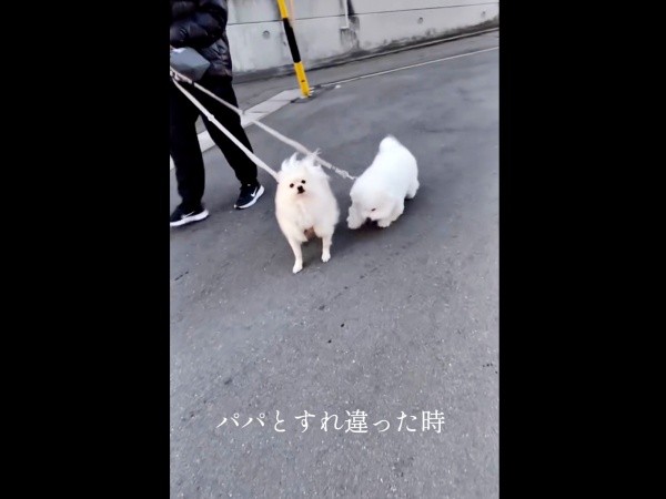 散歩でパパとすれ違うと――（左から）ハルくん、エマくん（画像提供：エマハルさん）