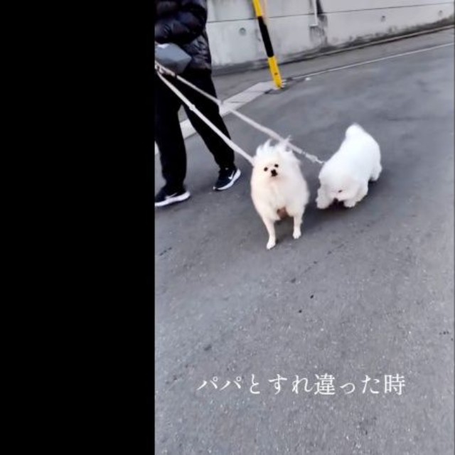散歩でパパとすれ違うと――（左から）ハルくん、エマくん（画像提供：エマハルさん）