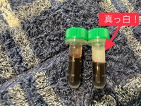 中性脂肪の高い血液は、遠心分離すると上にたまる血漿が真っ白になります