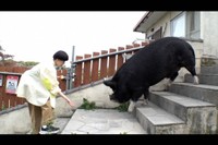 桂二葉探偵が調査した「200キロ黒豚ウィリアム お引越し」＝「探偵！ナイトスクープ」5月23日放送回よりⓒABCテレビ