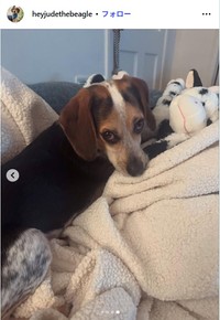 ミシェル・マロッタさんのインスタグラム@heyjudethebeagleより