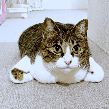 今にも飛びそう！ 香箱亜種ポーズでくつろぐクロエちゃん（画像提供：真顔のクロエさん）