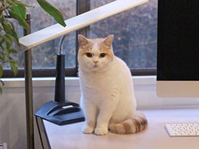 投げた綿棒をニャイスキャッチできるよ！　スコ「はっさく」