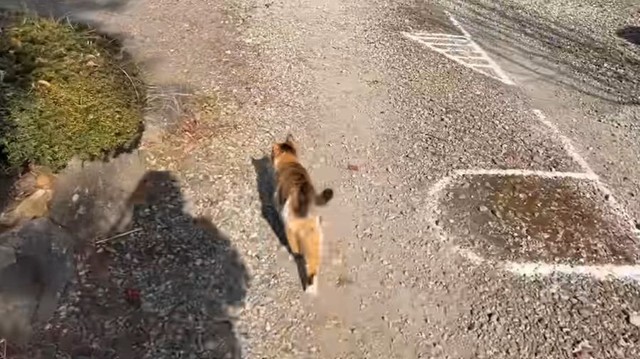 突然駆け足になるミー子さん。向かう先は…？ ※長楽寺のYouTube動画より抜粋