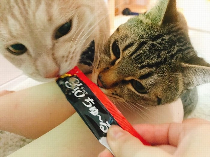 「早くチュールをくださいな」と2匹