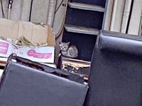 保護前、ひとりぼっちでたたずんでいたしじみくん（画像提供：しじみとんさん）