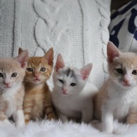 右端のチェロちゃんは里親宅で幸せに