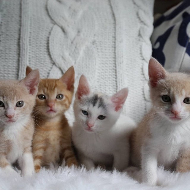 右端のチェロちゃんは里親宅で幸せに