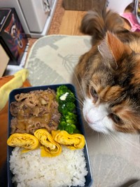 高校生息子も満足な焼肉弁当。卵焼きは練習中／寺田紀久子さん（loveloveday_k）提供