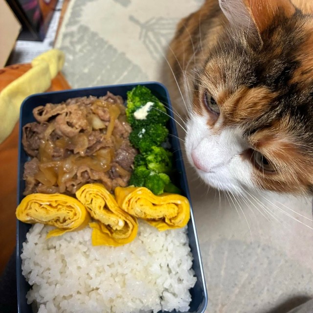 高校生息子も満足な焼肉弁当。卵焼きは練習中／寺田紀久子さん（loveloveday_k）提供