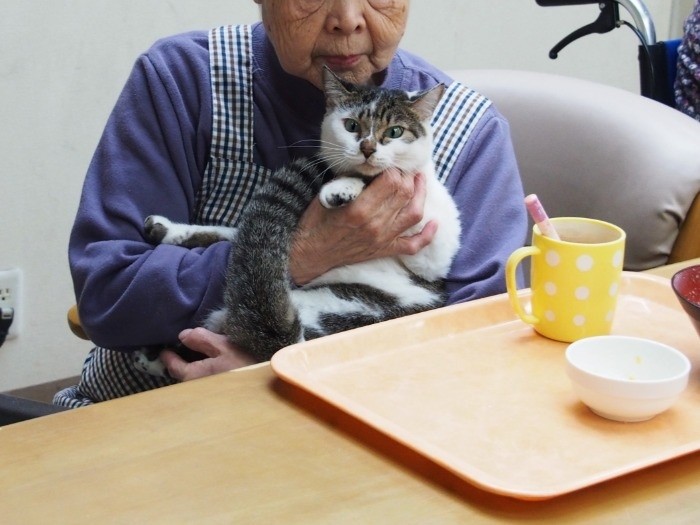 通所猫や入所猫、老人ホームで和気あいあいと。「家族のように」より　（寄りそう猫 / 辰巳出版）