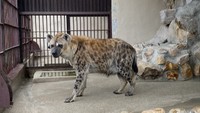 岡山市の池田動物園　メスのブチハイエナ「ブッチ」の誕生日会　2026年1月4日