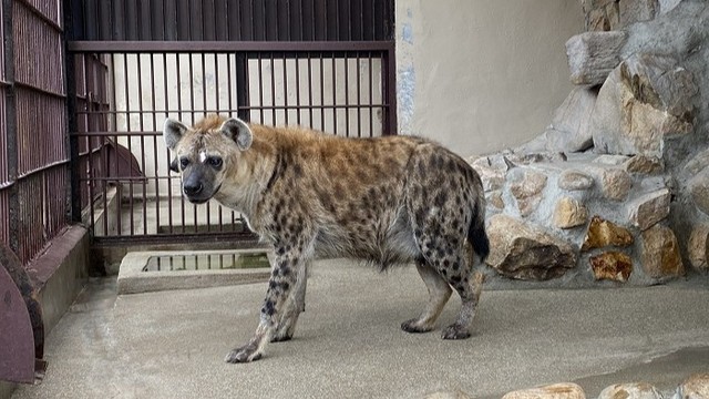岡山市の池田動物園　メスのブチハイエナ「ブッチ」の誕生日会　2026年1月4日