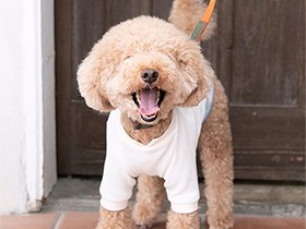 ベッドの下は秘密基地？　表情豊かなトイプードル「クーナ」