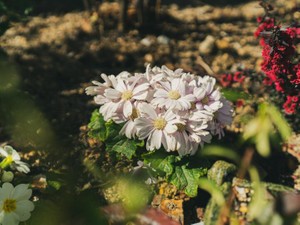 子宮筋腫で出産できなくなった母。「女性特有」の病気に向き合う私