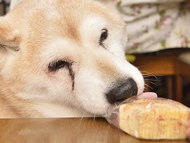 反抗期の愛犬にはどう接したらいい？　トレーナーが解説