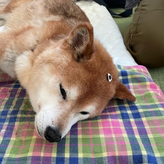 お灸中のモカ。健康のために続けています