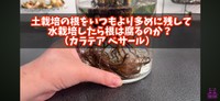 実際に土栽培の根を水へ浸した検証結果も紹介／「くまパン園芸 KOBI's Houseplants Life」（@kumapan）提供