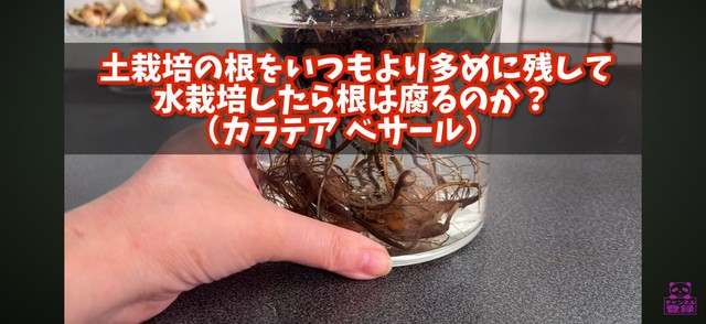 実際に土栽培の根を水へ浸した検証結果も紹介／「くまパン園芸 KOBI's Houseplants Life」（@kumapan）提供