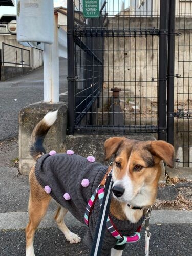 はこちゃんが何かを察知して止まった現場、下が水路になっている（甲田さん提供）