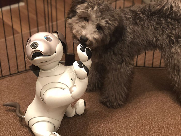 アイボとじゃれあうトイ・プードル＝ソニー提供