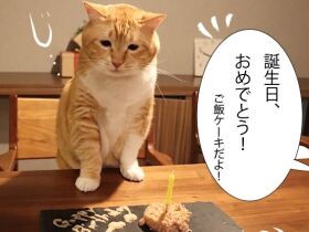 もう大人なんだから酒をくれ！？　お太りさま猫「ぐっぴー」９歳の誕生日会
