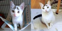 子猫時代と現在。すくすくと成長した半力さん（画像提供：ぽーサん（半力さんと事務員さん)さん）