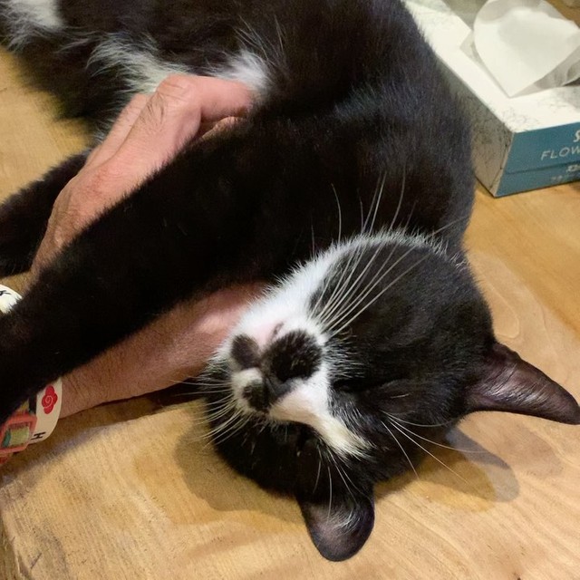 もっと撫でて〜