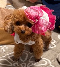 「サザエさんハウス」を再現。2歳のプーちゃん（画像提供：プリンセスさん）