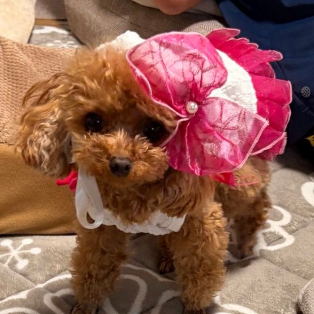 「サザエさんハウス」を再現。2歳のプーちゃん（画像提供：プリンセスさん）