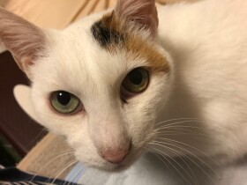 頭の左側に模様があったからこの名前に　シャイでおとなしい三毛猫「さち」