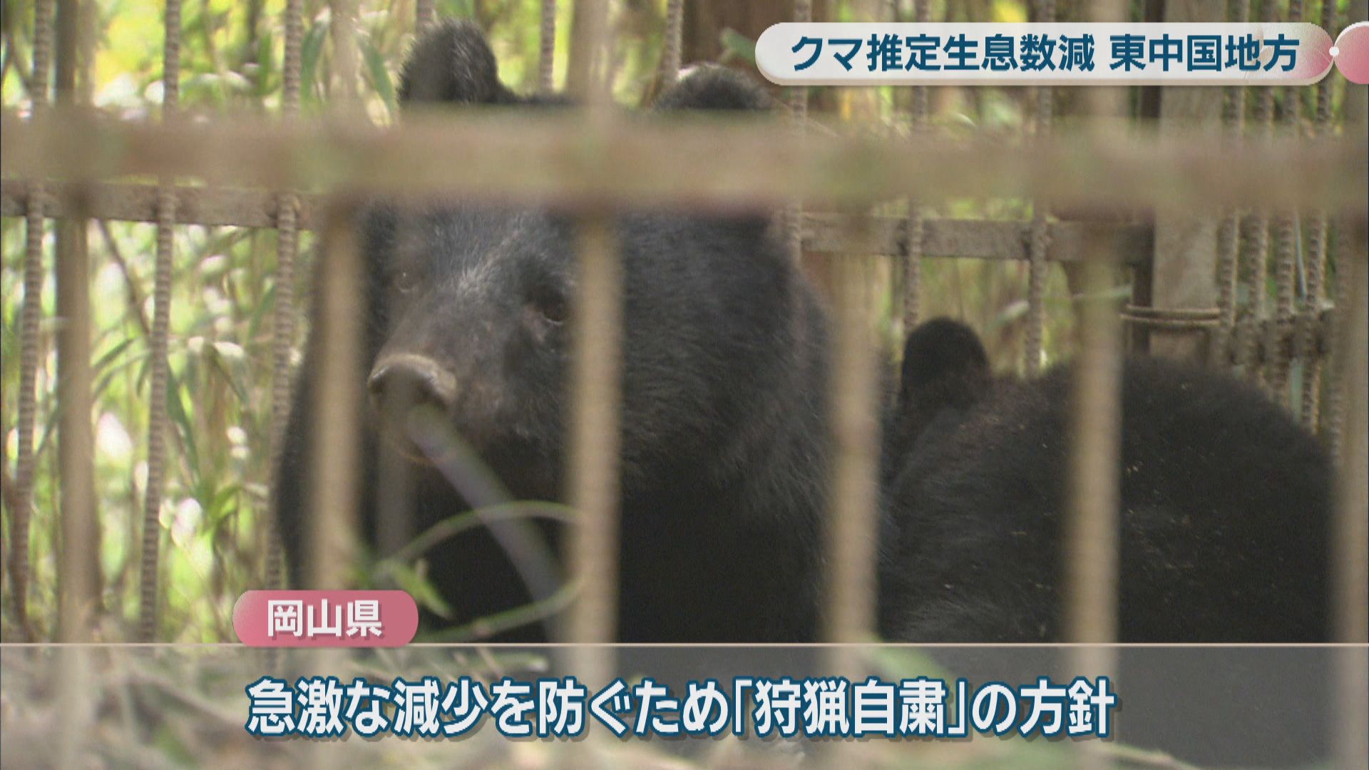 ツキノワグマの推定生息数が過去5年で最少 岡山県は狩猟自粛を要請する