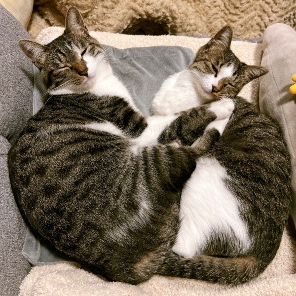 お迎えから1年。幸せに暮らす（左から）チャイちゃん、ラテちゃん（画像提供：nekokawaii1214さん）