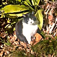 保護前、公園の草むらに隠れていたハッチャン（画像提供：ハッチャンさん）