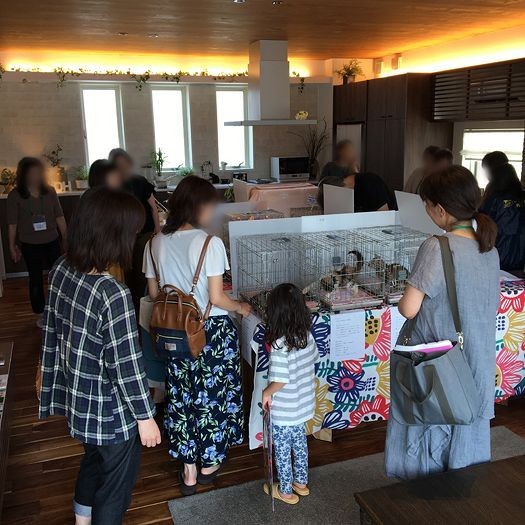 住宅展示場で行う譲渡会の様子。毎月（第４日曜）開催している