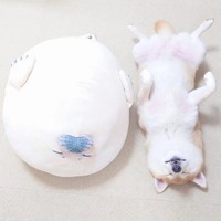 フワフワなぬいぐるみとへそ天！（提供：柴犬チャーミーさん）