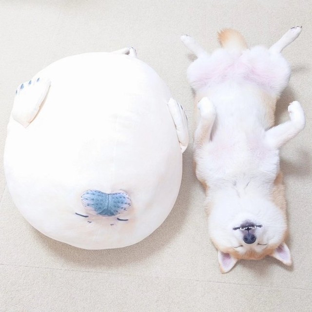 フワフワなぬいぐるみとへそ天！（提供：柴犬チャーミーさん）
