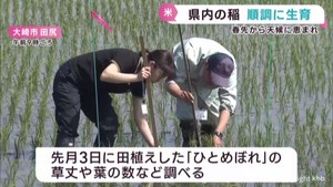 宮城県の稲は順調に生育　春先から天候に恵まれる　各地で水稲生育調査