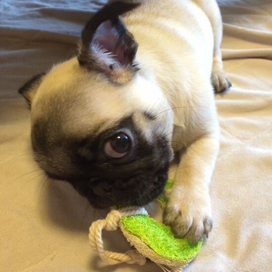 家にきたころの「ユキ」