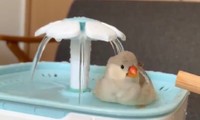 ぴよぴよ打たせ湯です（動画よりキャプチャ／Mt.hoppe 🌿Animal Welfareさん提供）