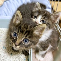 2026年6月、おうちに迎えられた（左から）ウタちゃん、エルちゃん（画像提供：飼い主さん）