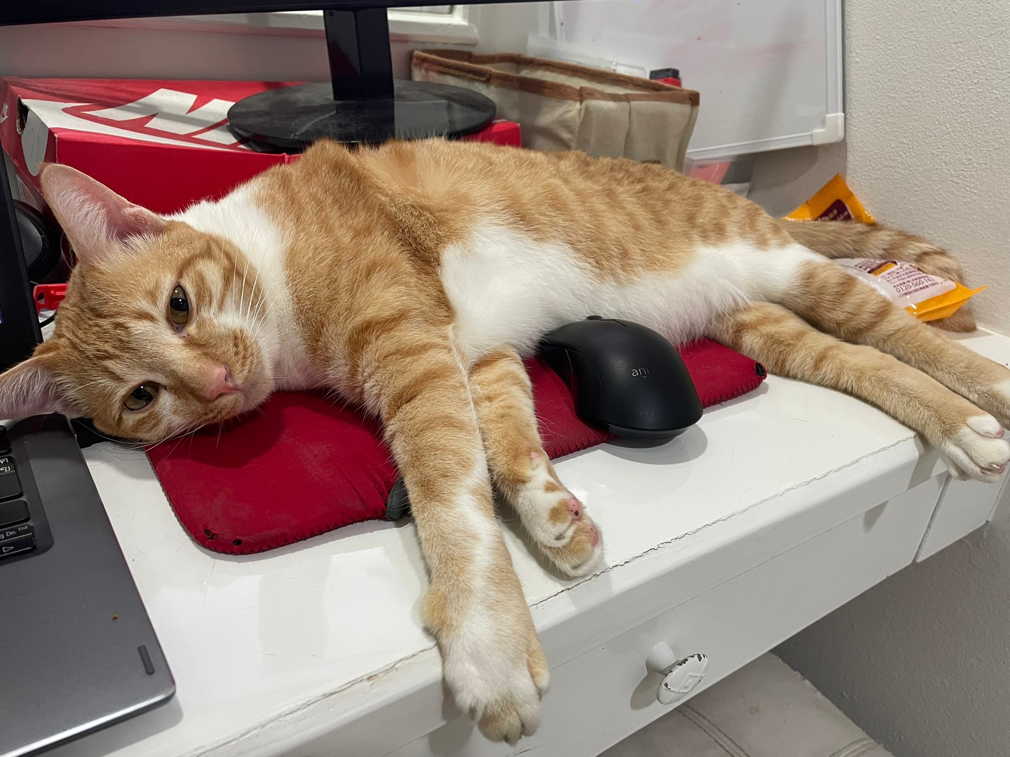 病院で石になるネコ」に爆笑 「カチコチやないか」「動かざること石の