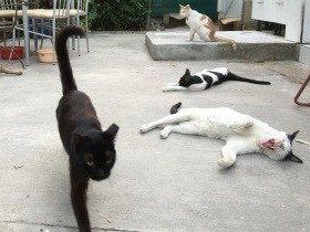 一つ屋根の下に猫１０匹　アラブ猫はみんなシッポが長い！