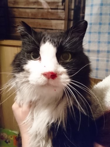 鼻血を出し、助けを求めるように家の前にたたずんでいたぎんのすけ（2月）